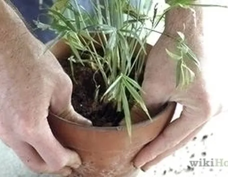 Rinvasare una pianta