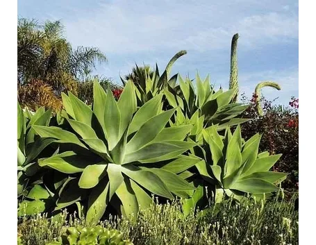Agave-29