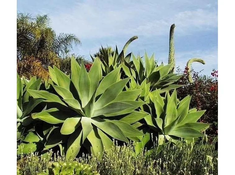 Agave-29