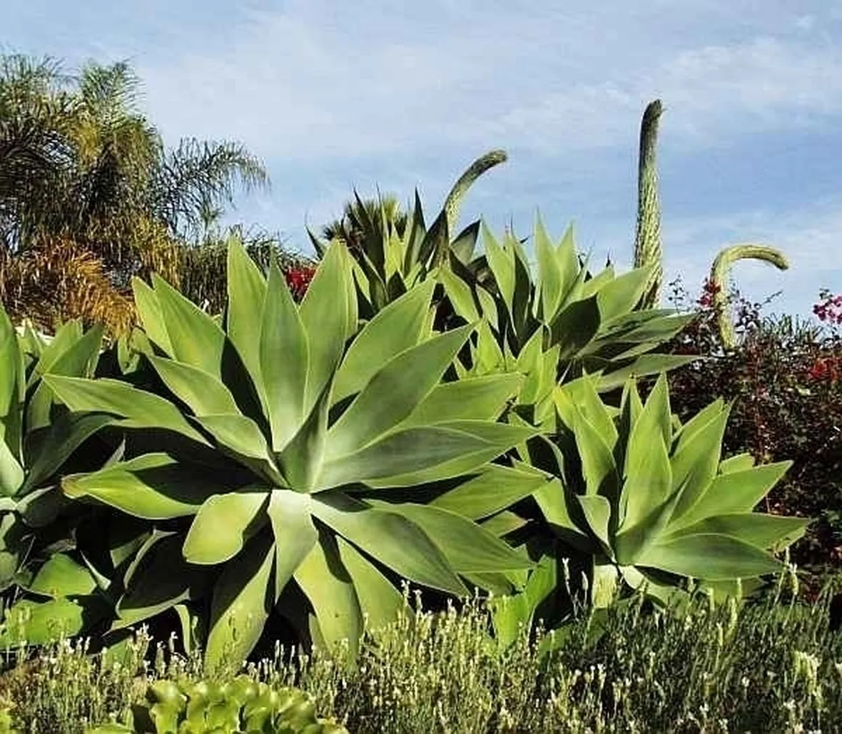 Agave-29