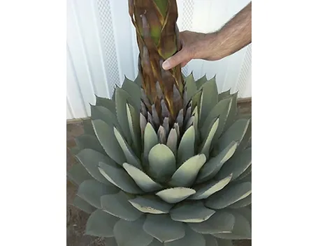 Agave (Agavaceae)