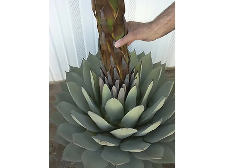 Agave (Agavaceae)