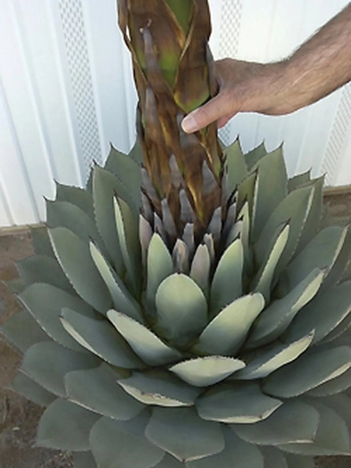 Agave (Agavaceae)