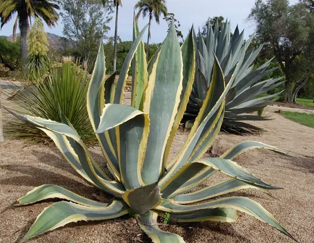 Agave americana