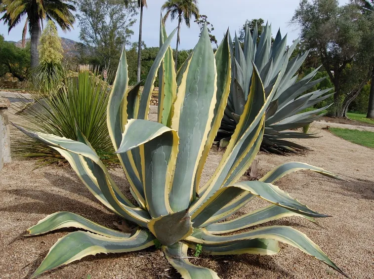 Agave americana