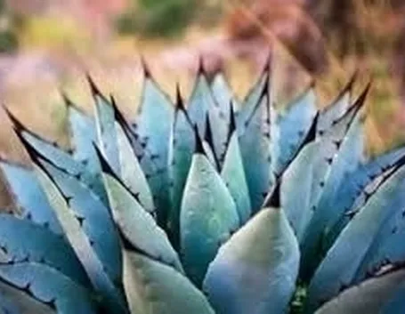 Agave come dolcificante