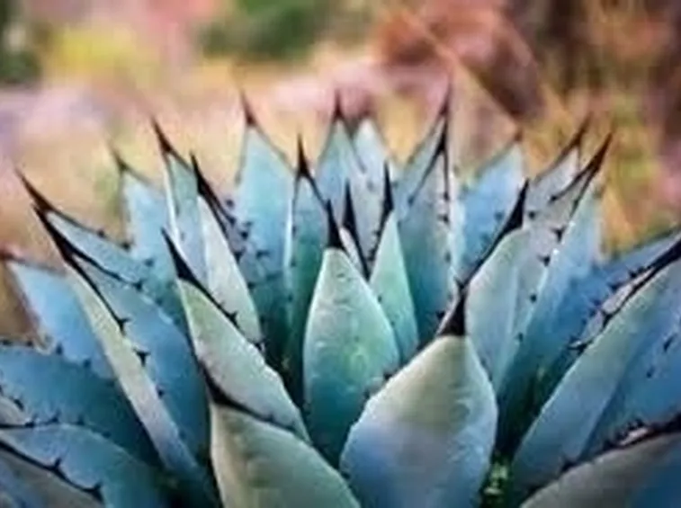 Agave come dolcificante