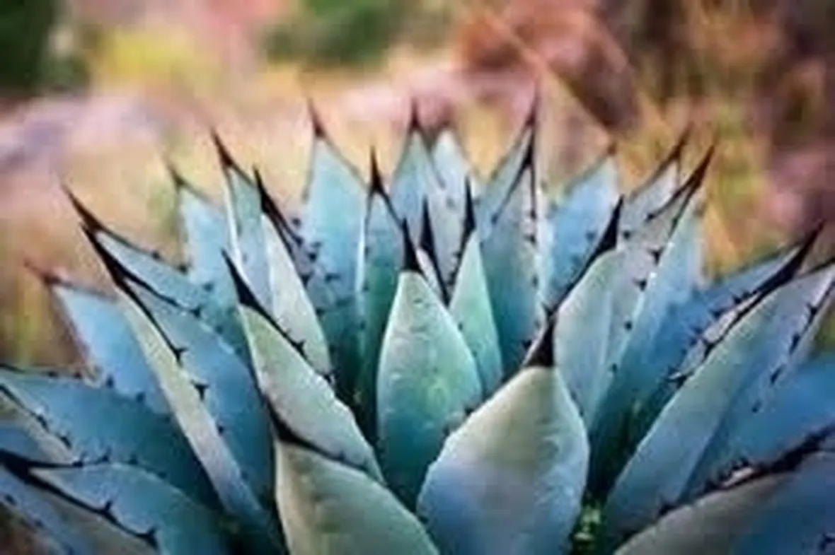 Agave come dolcificante