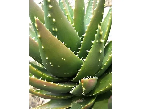 Agave echinoides
