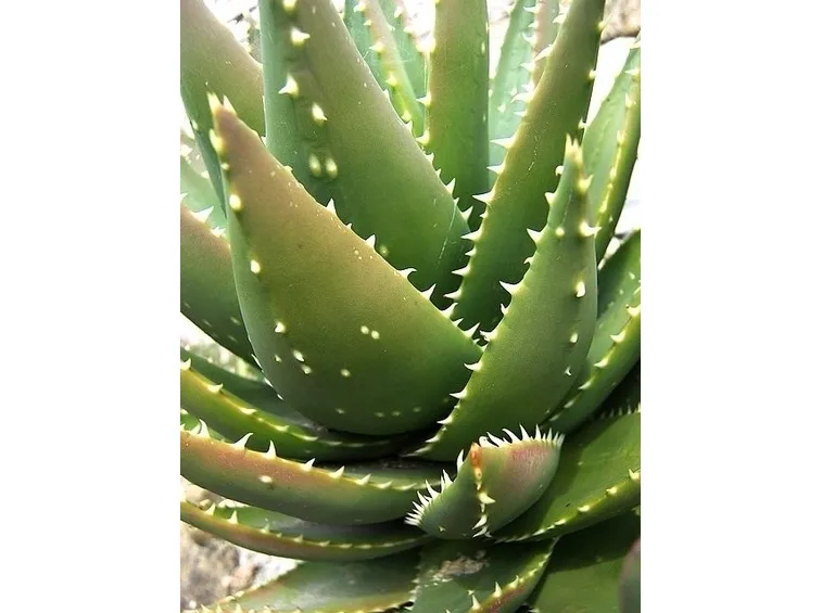 Agave echinoides