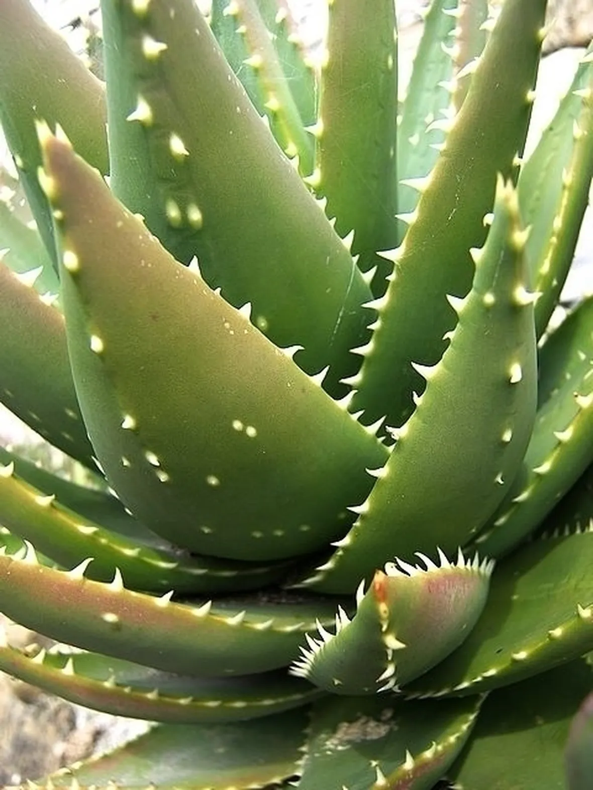 Agave echinoides