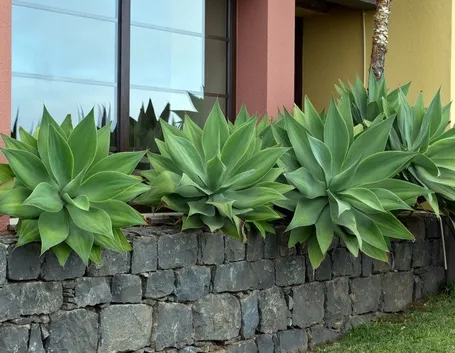 Agave messicana o attenuata