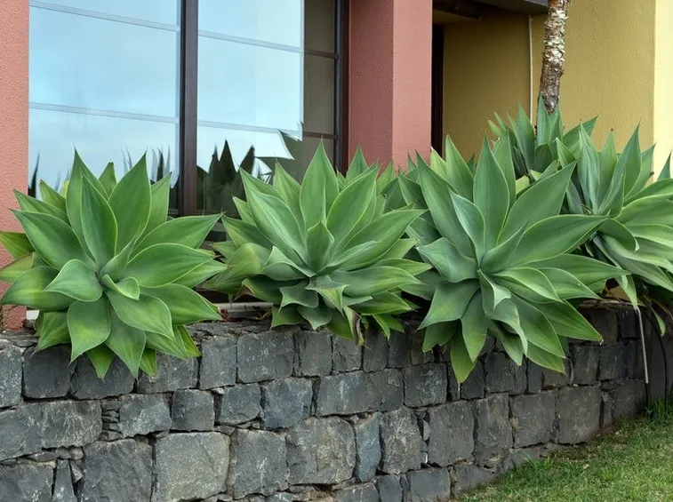 Agave messicana o attenuata