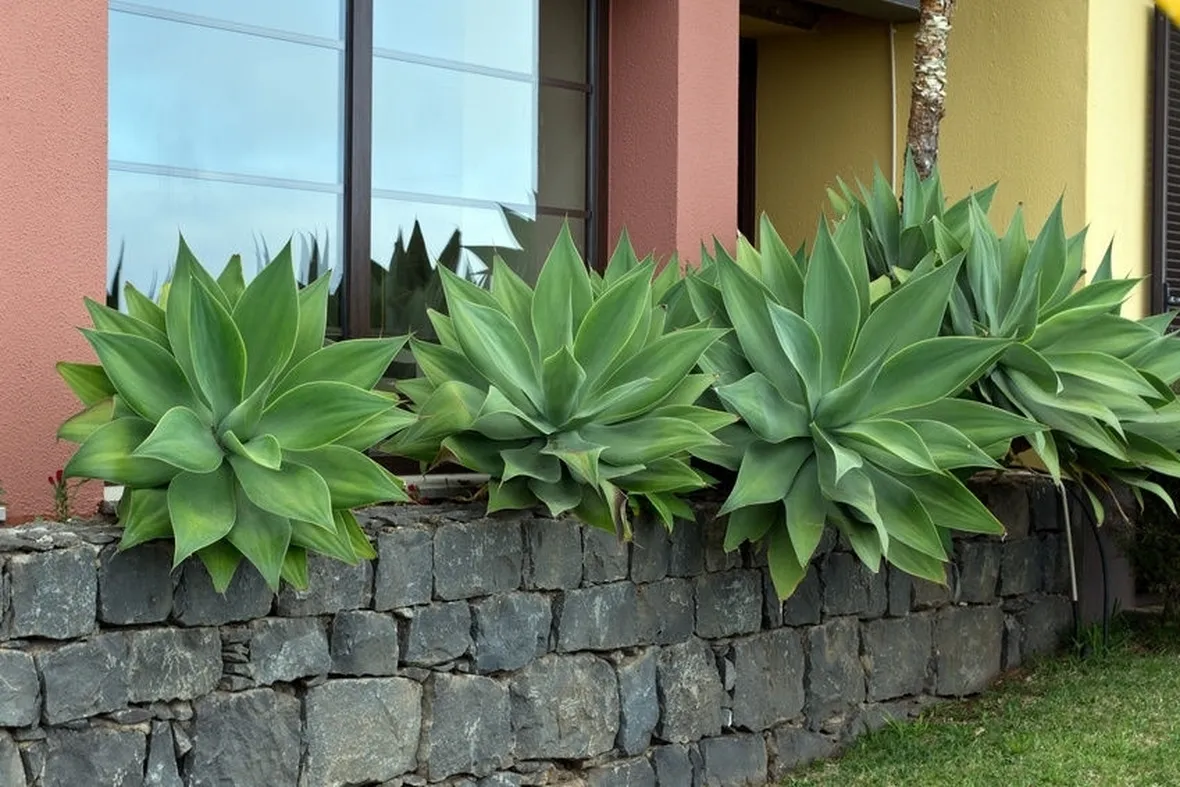 Agave messicana o attenuata