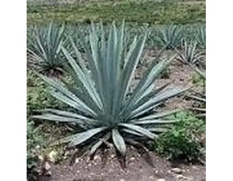 Agave pianta
