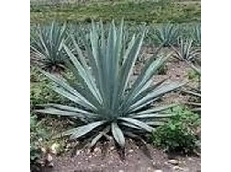 Agave pianta