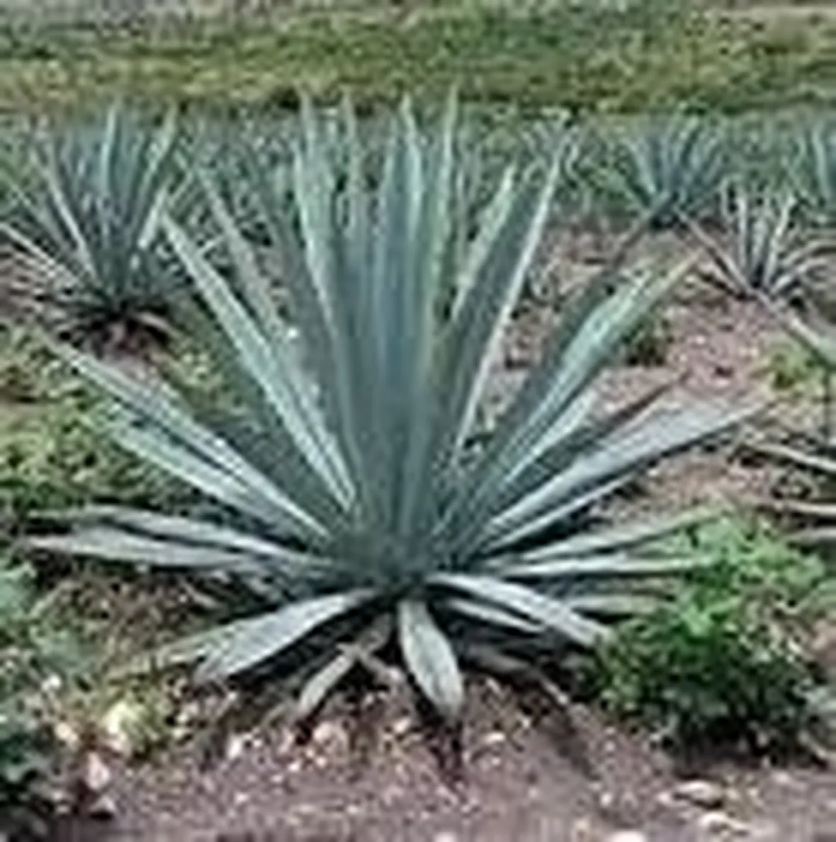 Agave pianta