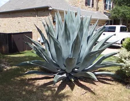 AGAVE