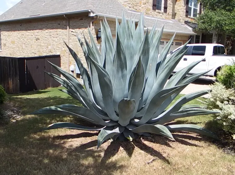 AGAVE