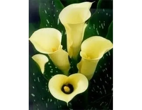 Altre tradizioni e significati della calla