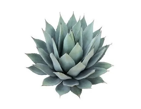 Altri utilizzi dell'agave