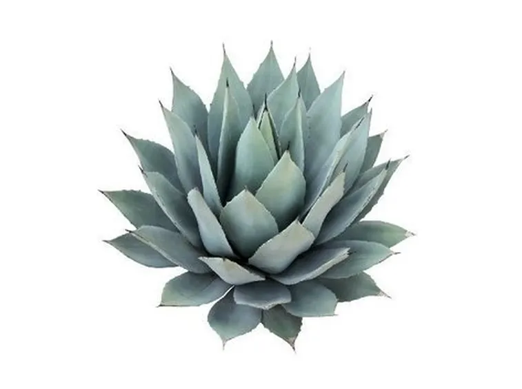 Altri utilizzi dell'agave