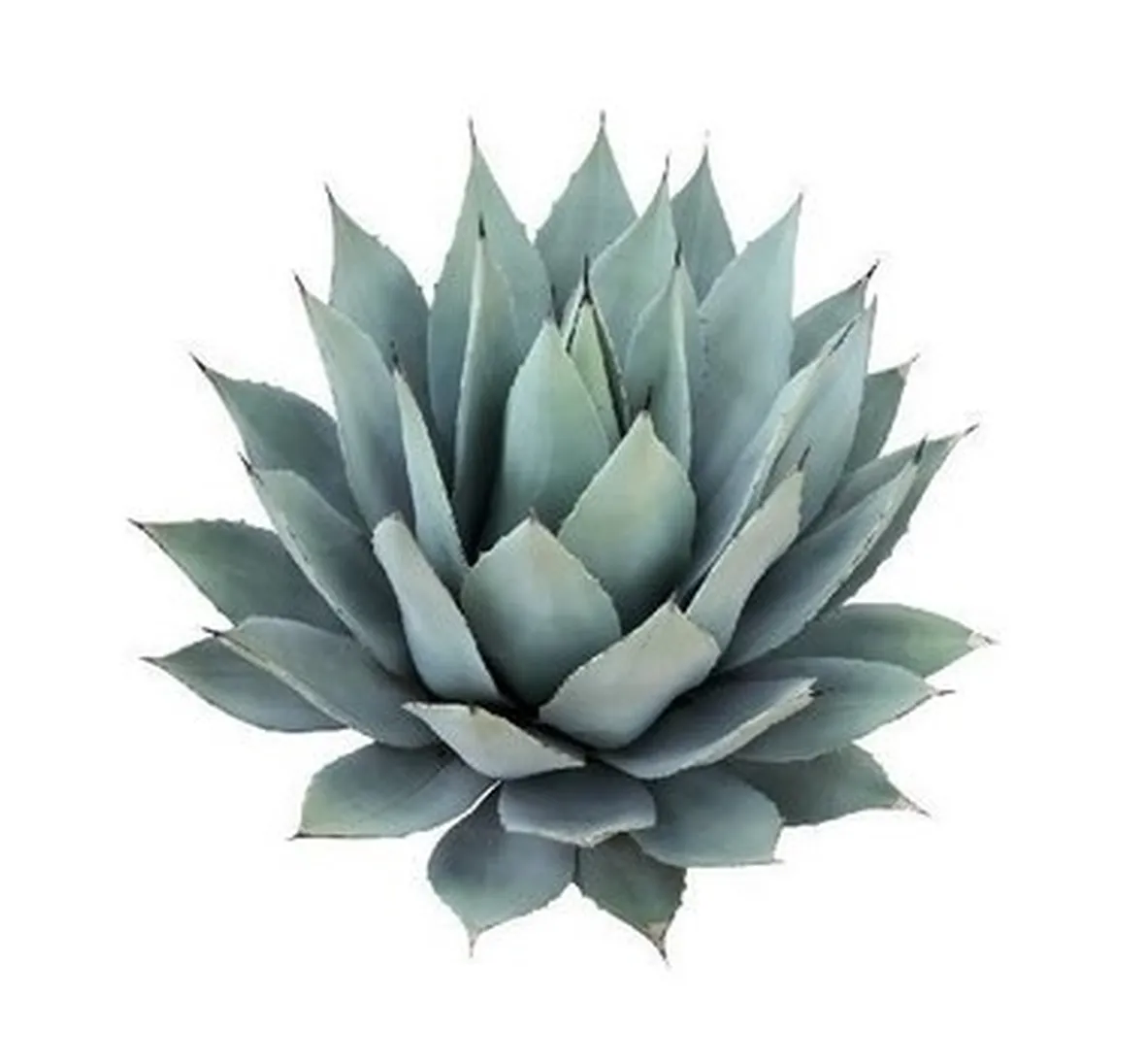 Altri utilizzi dell'agave