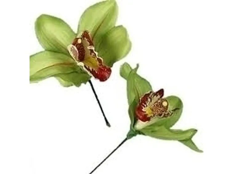 Annaffiare le orchidee