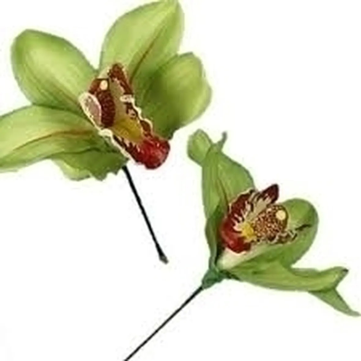 Annaffiare le orchidee