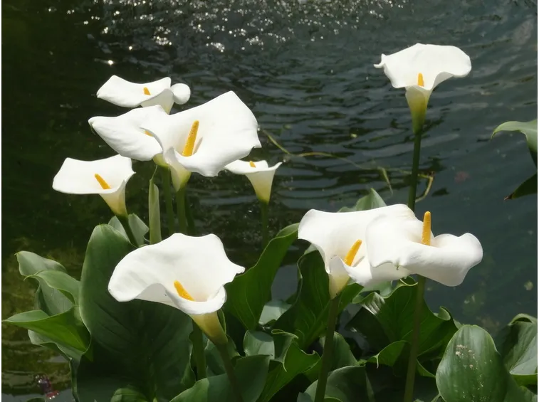 Calla bianca