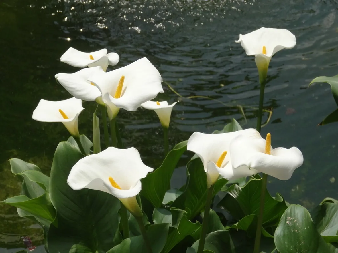 Calla bianca