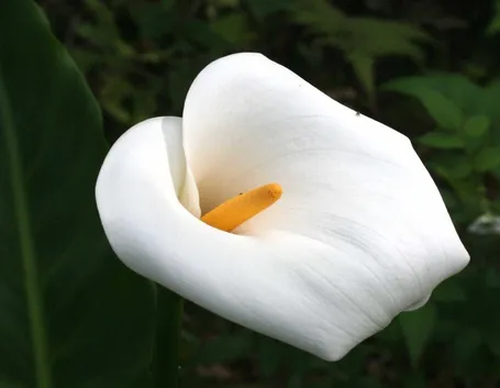 Calla