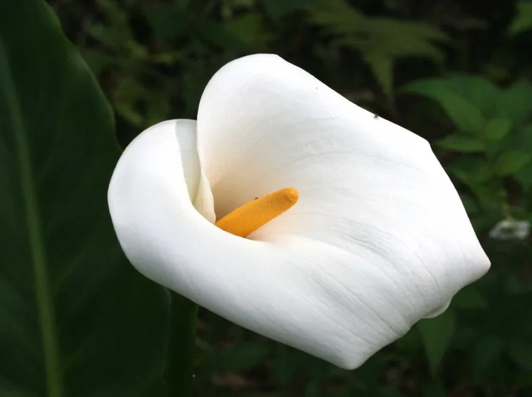 Calla