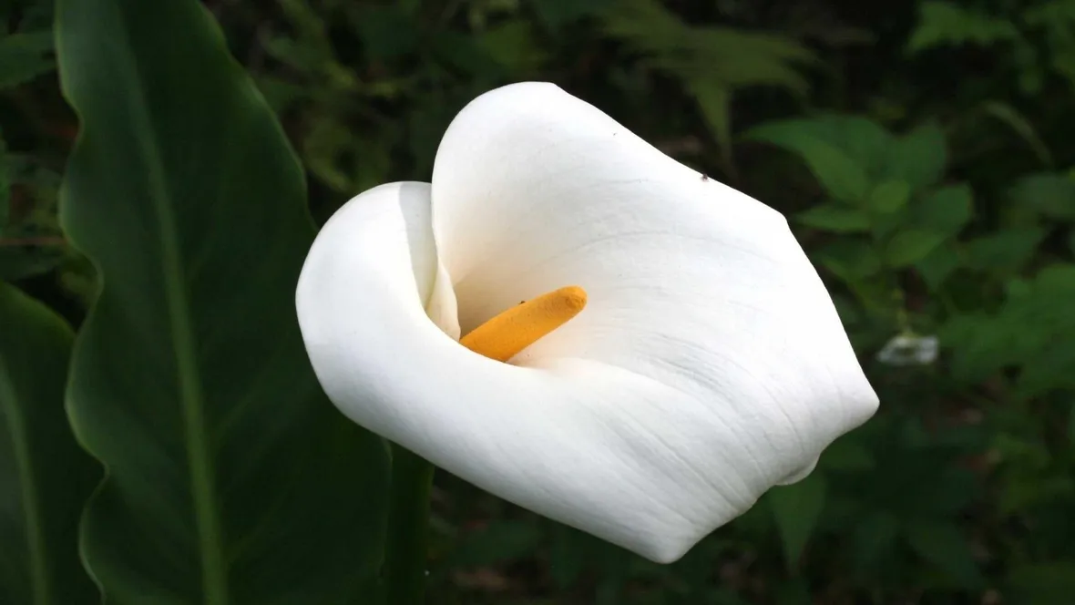 Calla