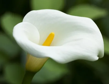 Calla bianca