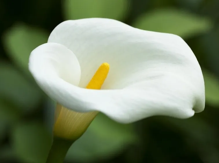 Calla bianca