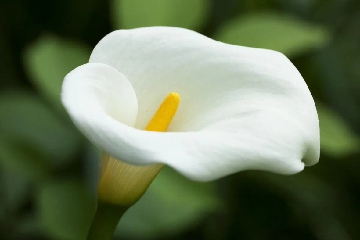 Calla bianca