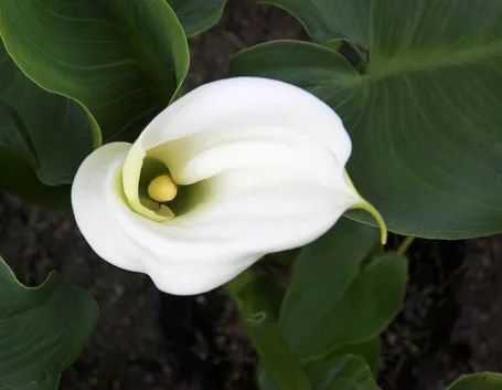 Calla bianca