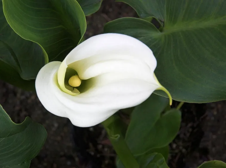 Calla bianca