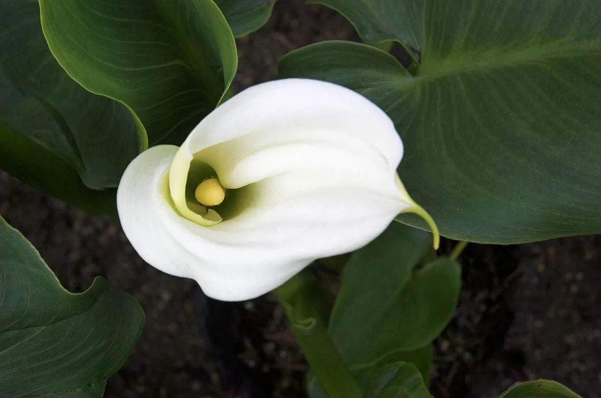 Calla bianca