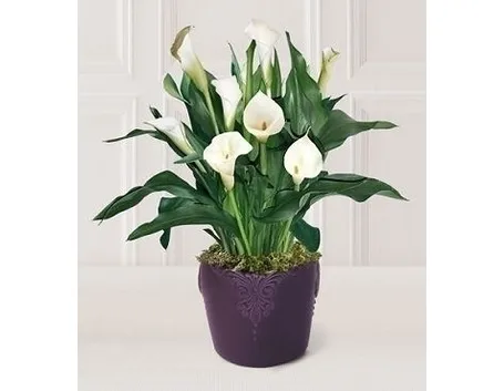 Calla palustris Pianta velenosa