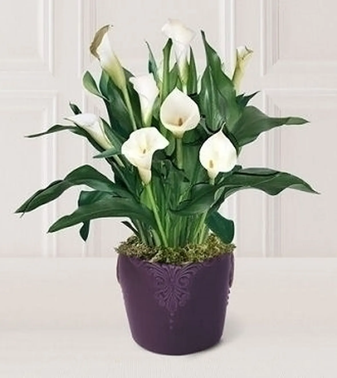 Calla palustris Pianta velenosa