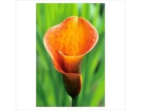 Calla palustris