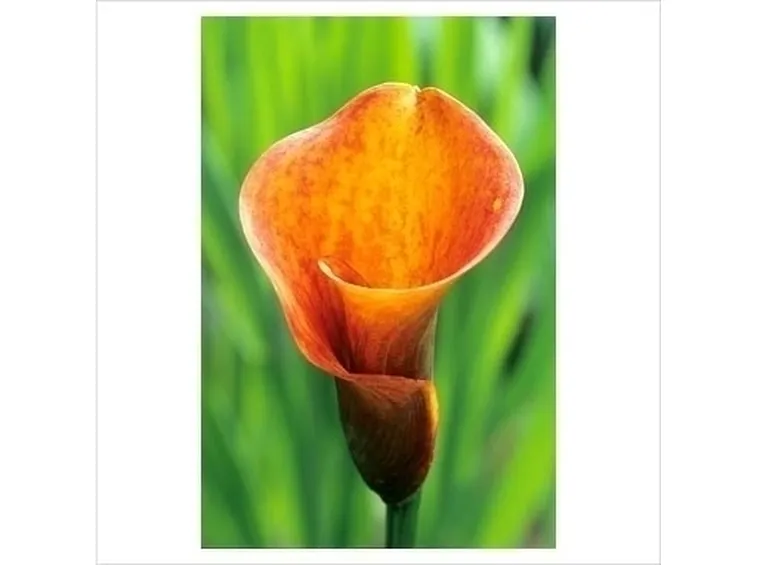 Calla palustris