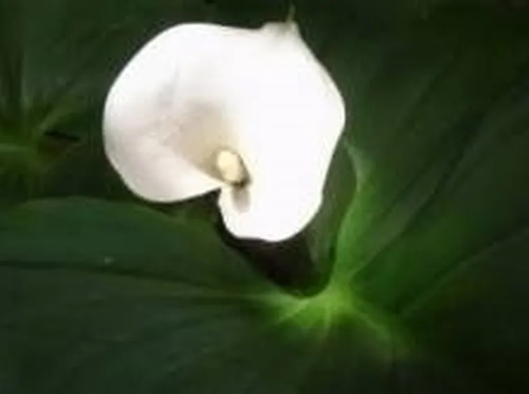 Genealogia della calla