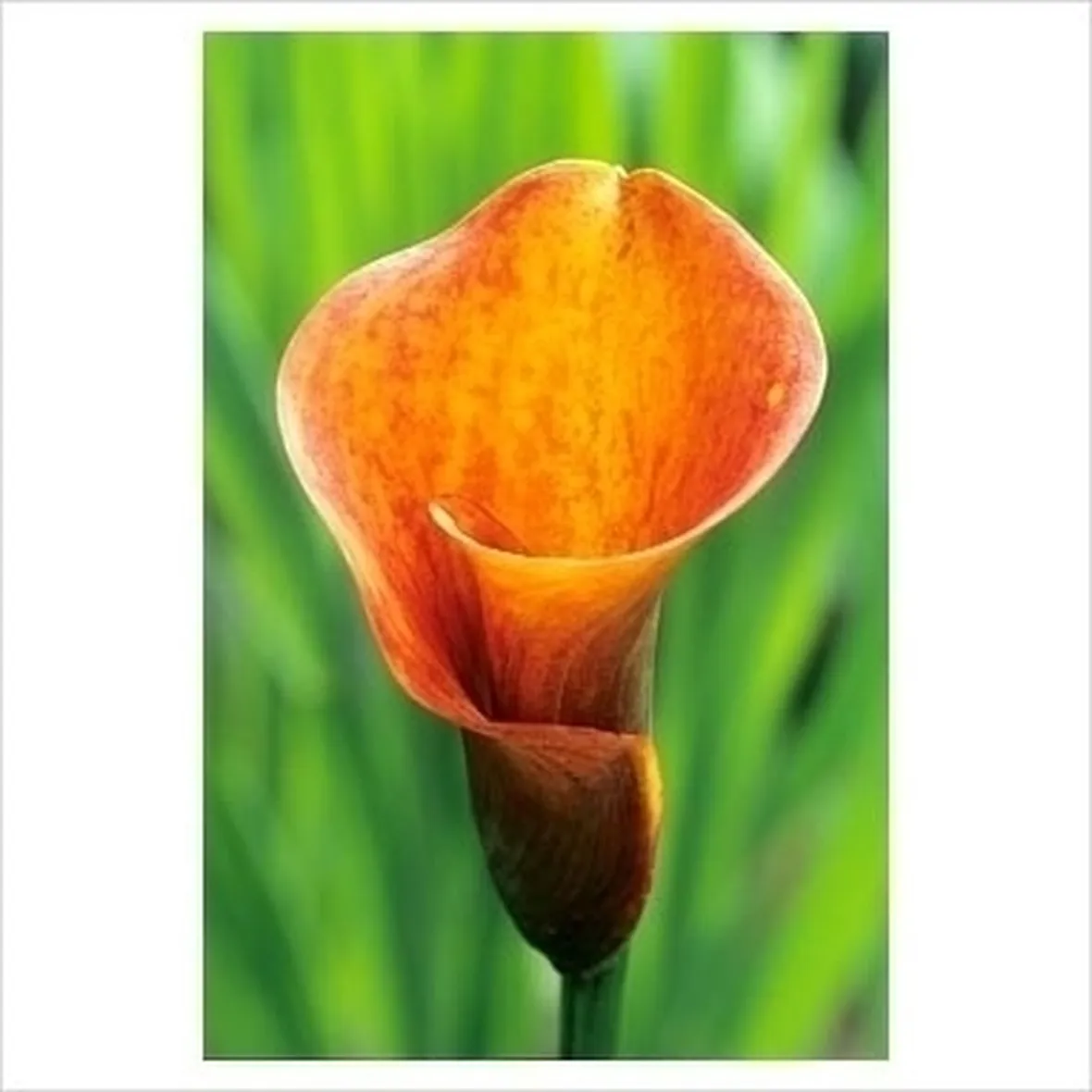 Calla palustris