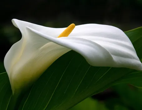 Calla