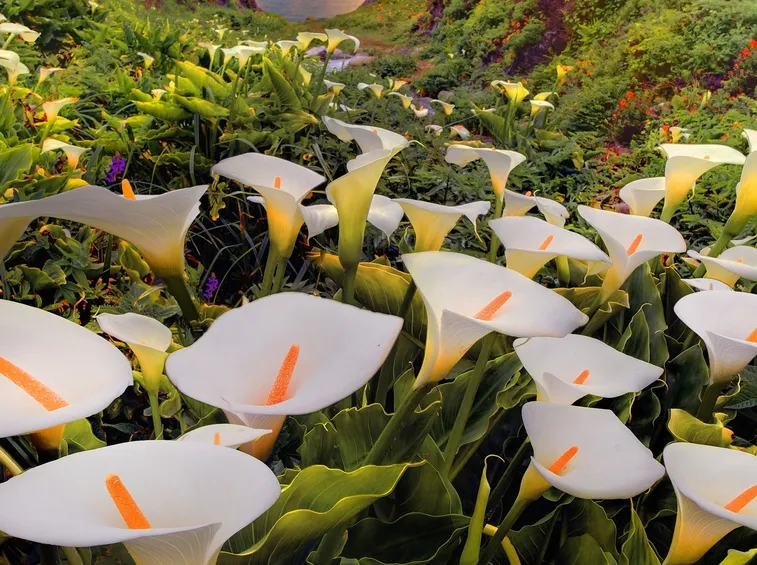 Calla