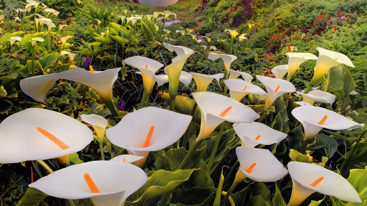 Calla