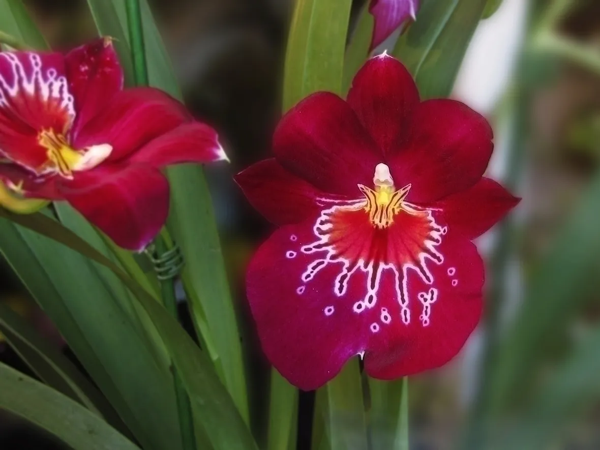 Significato dei fiori di orchidea